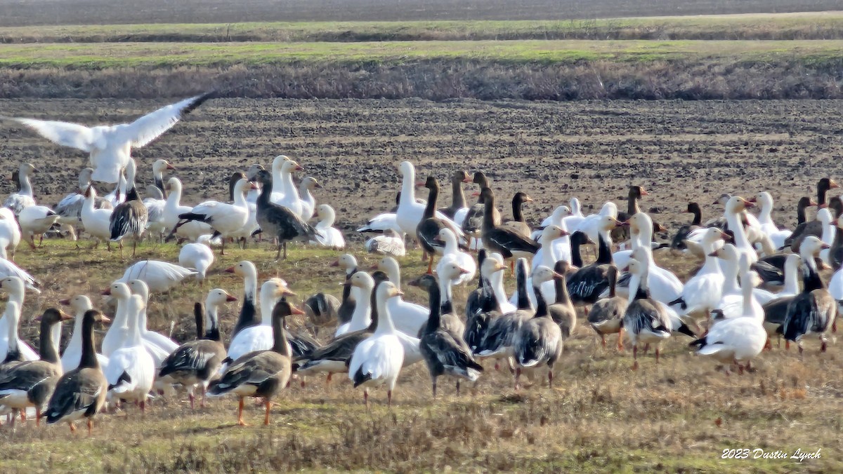 Гуска біла - ML646857951