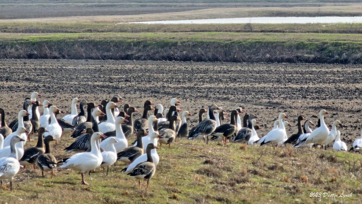 Гуска біла - ML646857952