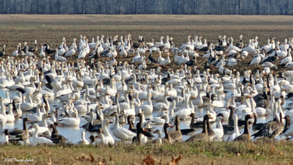 Гуска біла - ML646857954