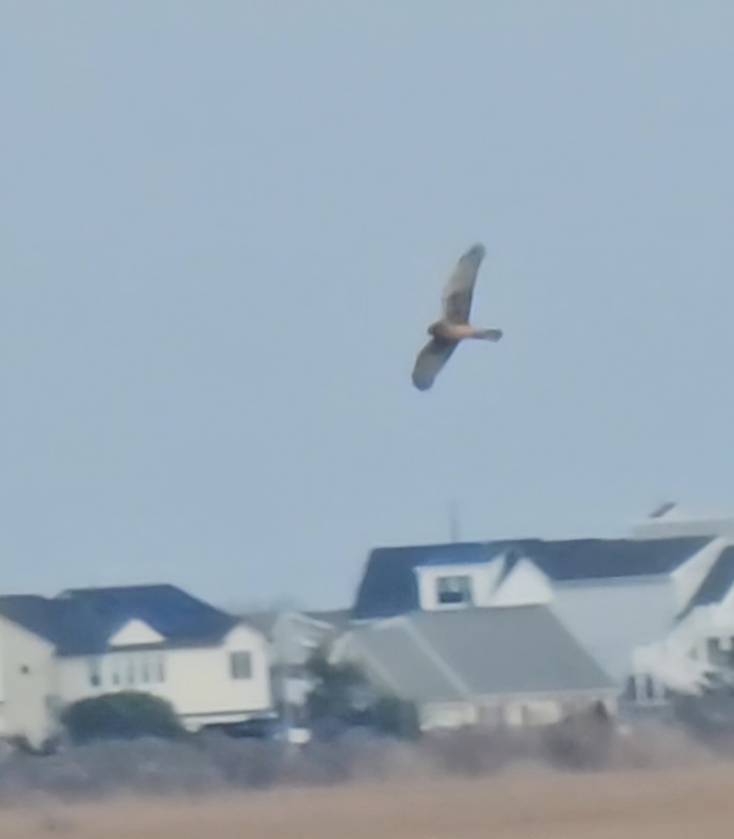 Northern Harrier - ML646857955