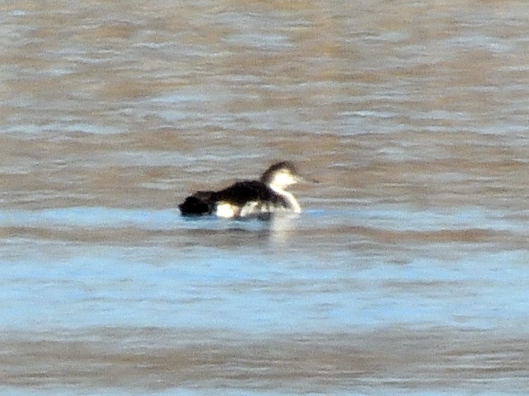 Common Loon - ML646857957