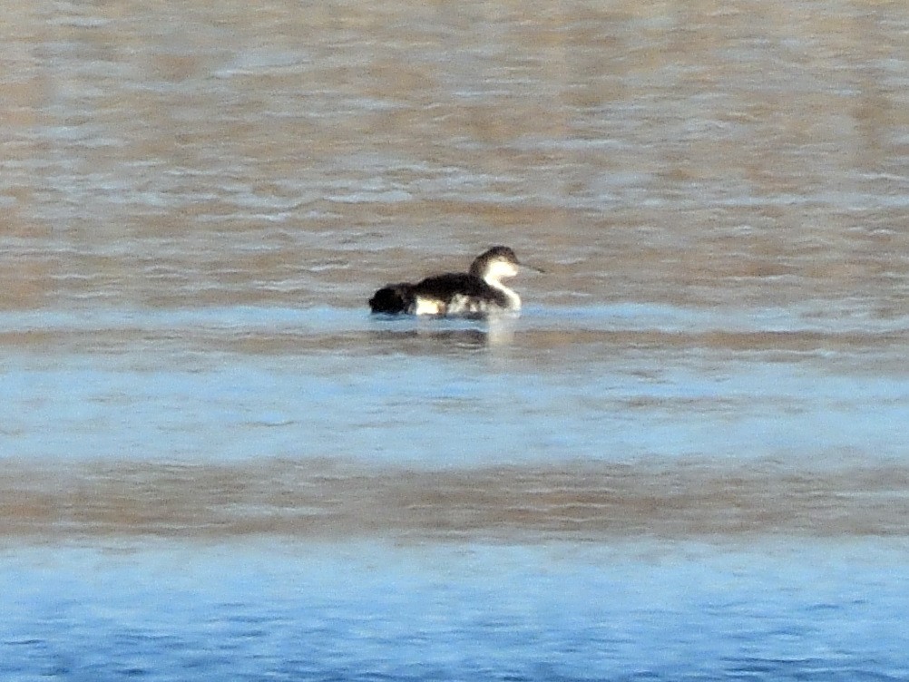 Common Loon - ML646857958