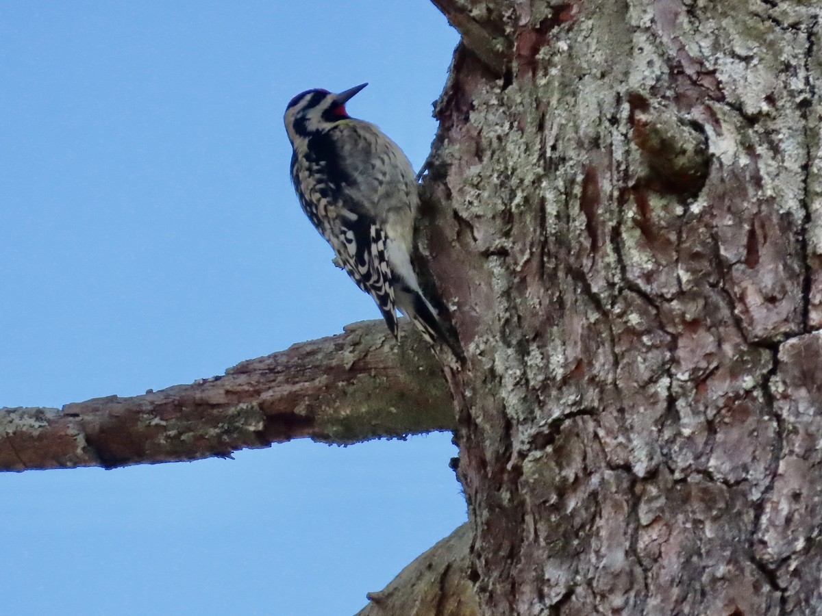 Yellow-bellied Sapsucker - ML646857959