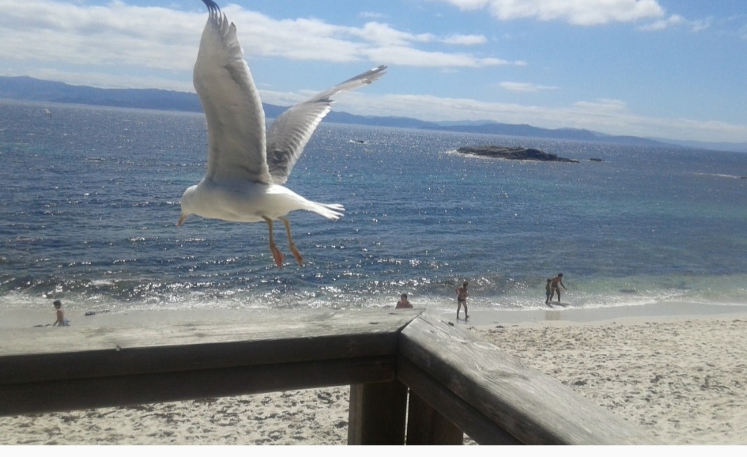 שחף צהוב-רגל - ML646857961