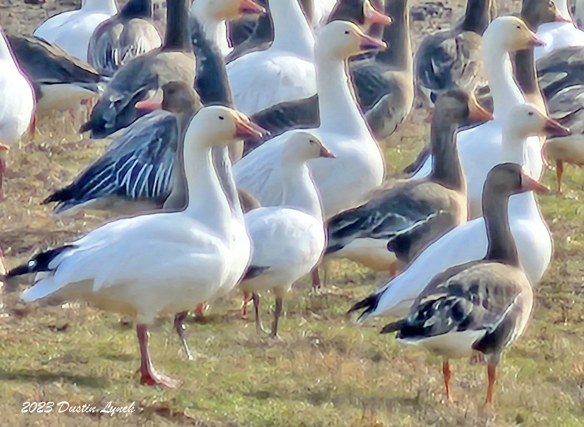 Гуска Роса - ML646857962