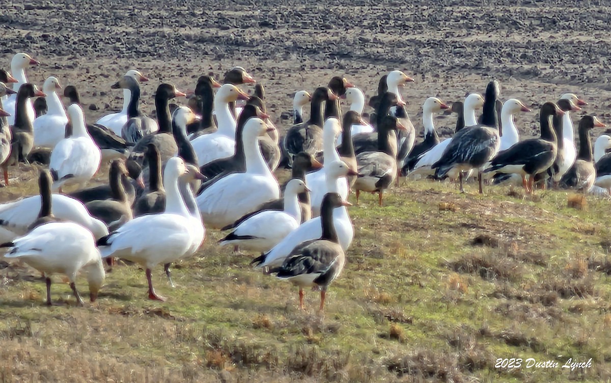 Гуска Роса - ML646857963