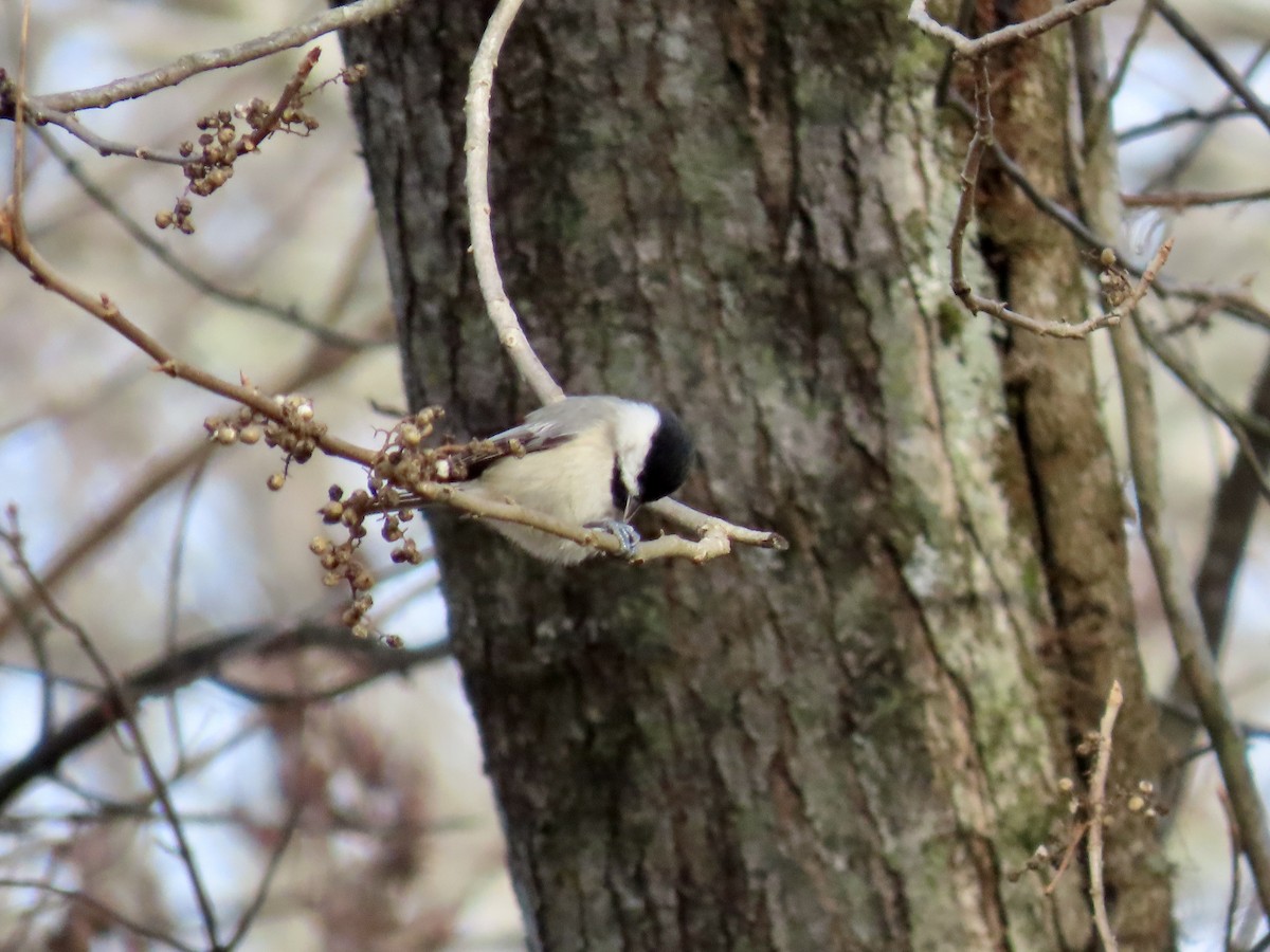 Carolina Chickadee - ML646857964