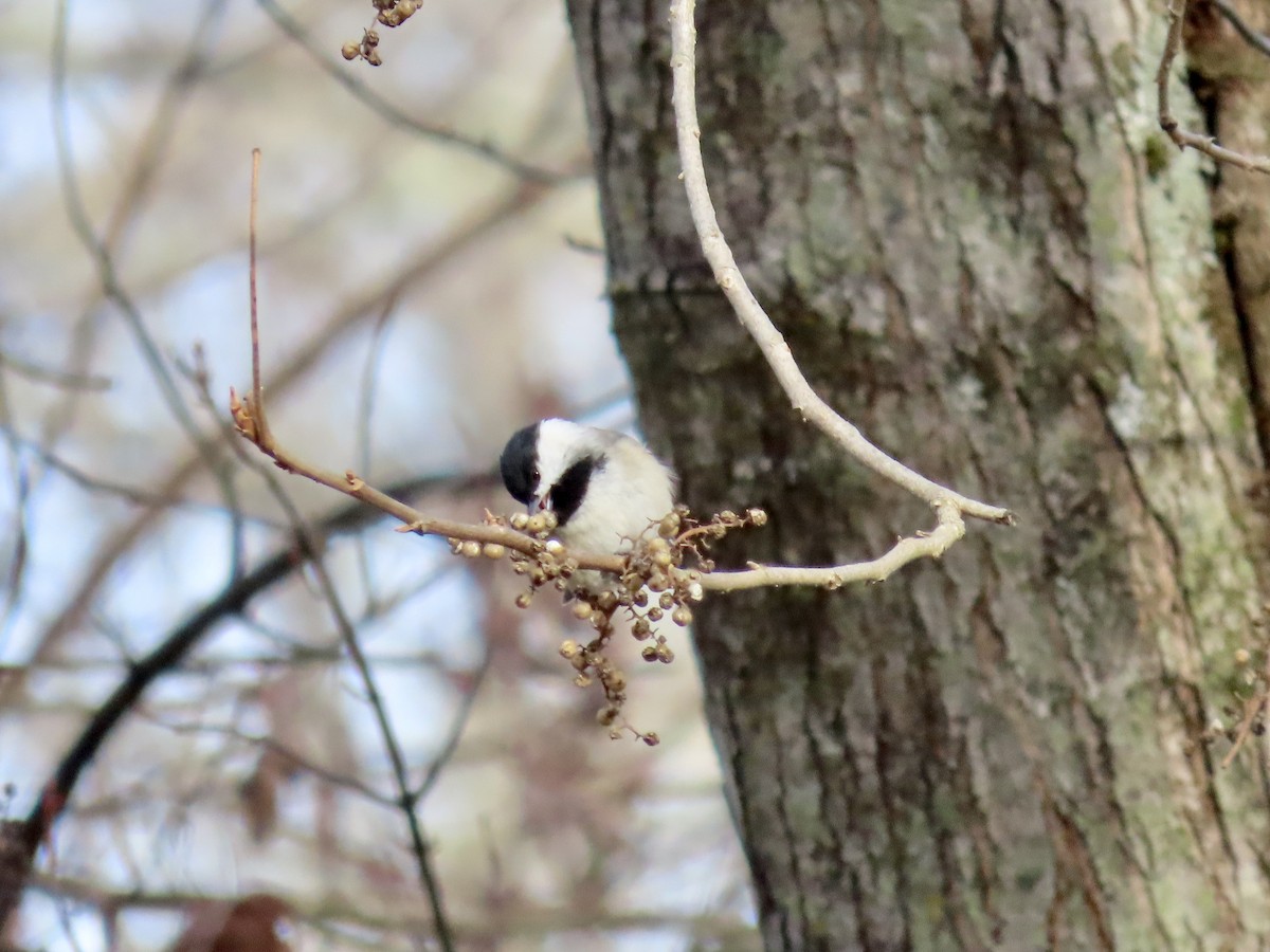 Carolina Chickadee - ML646857965