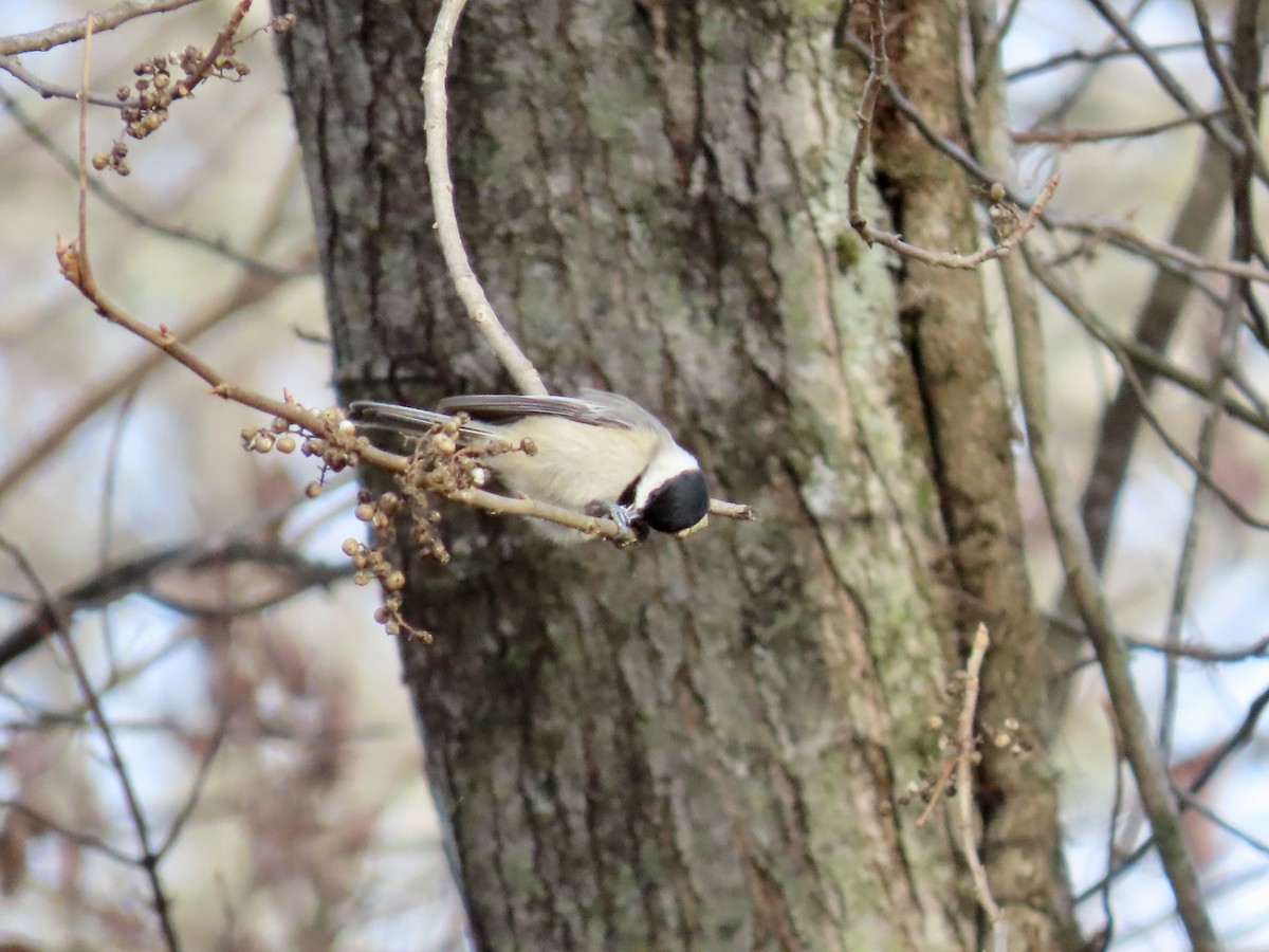 Carolina Chickadee - ML646857966