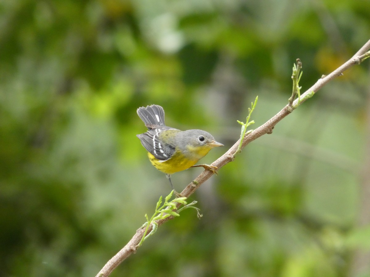 Magnolia Warbler - ML646857967