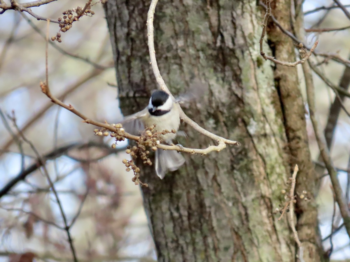 Carolina Chickadee - ML646857968