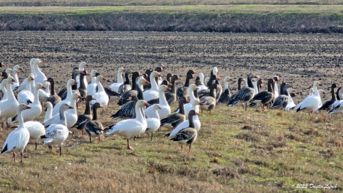 Гуска Роса - ML646857969