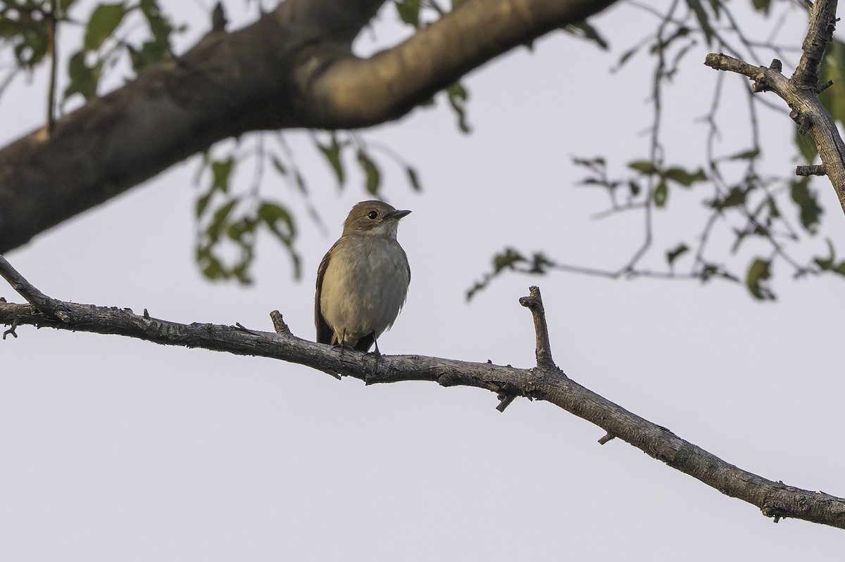 חטפית שחורת-עורף - ML646857970