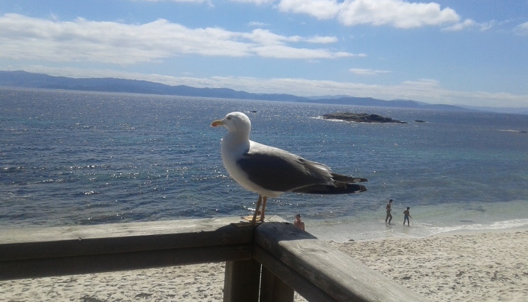 שחף צהוב-רגל - ML646857971