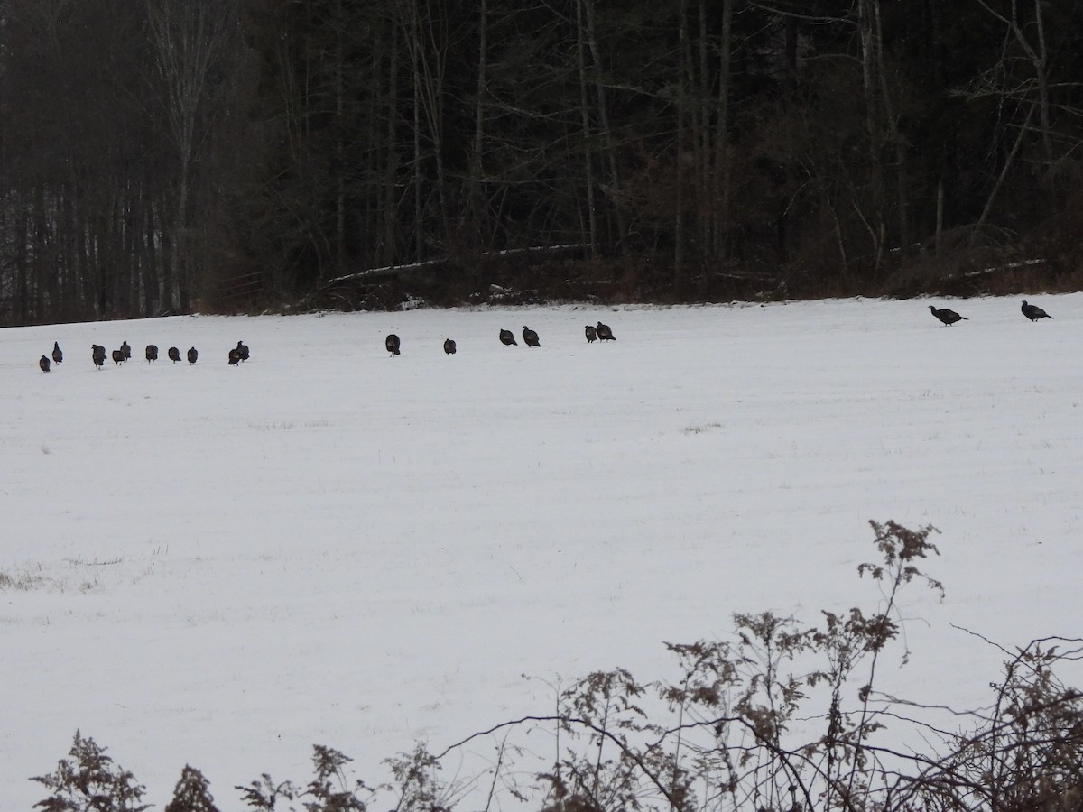 シチメンチョウ - ML646857972