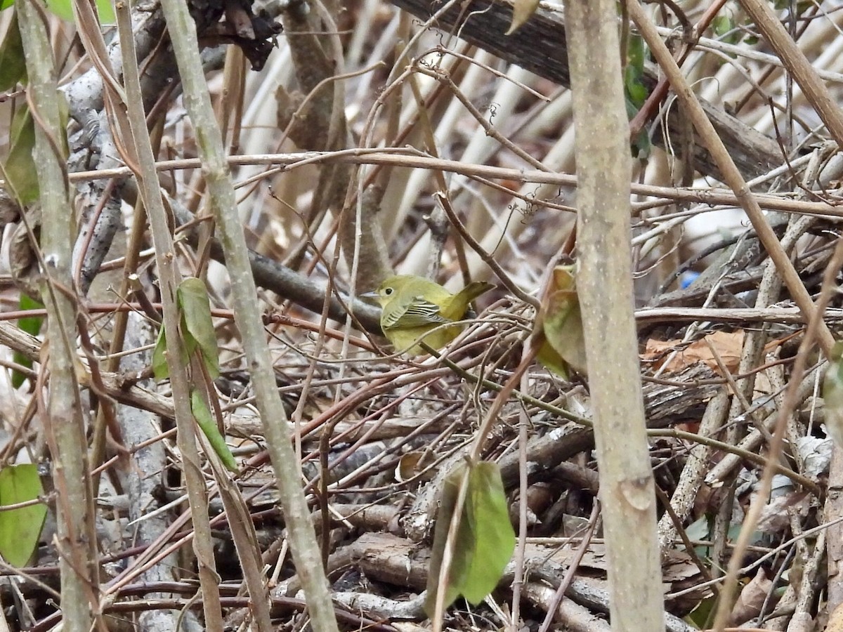 gulparula - ML646857975