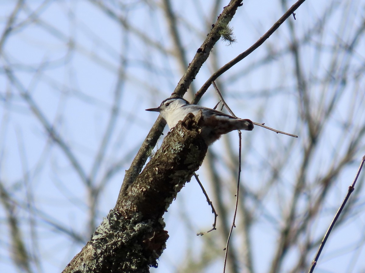 White-breasted Nuthatch - ML646857976