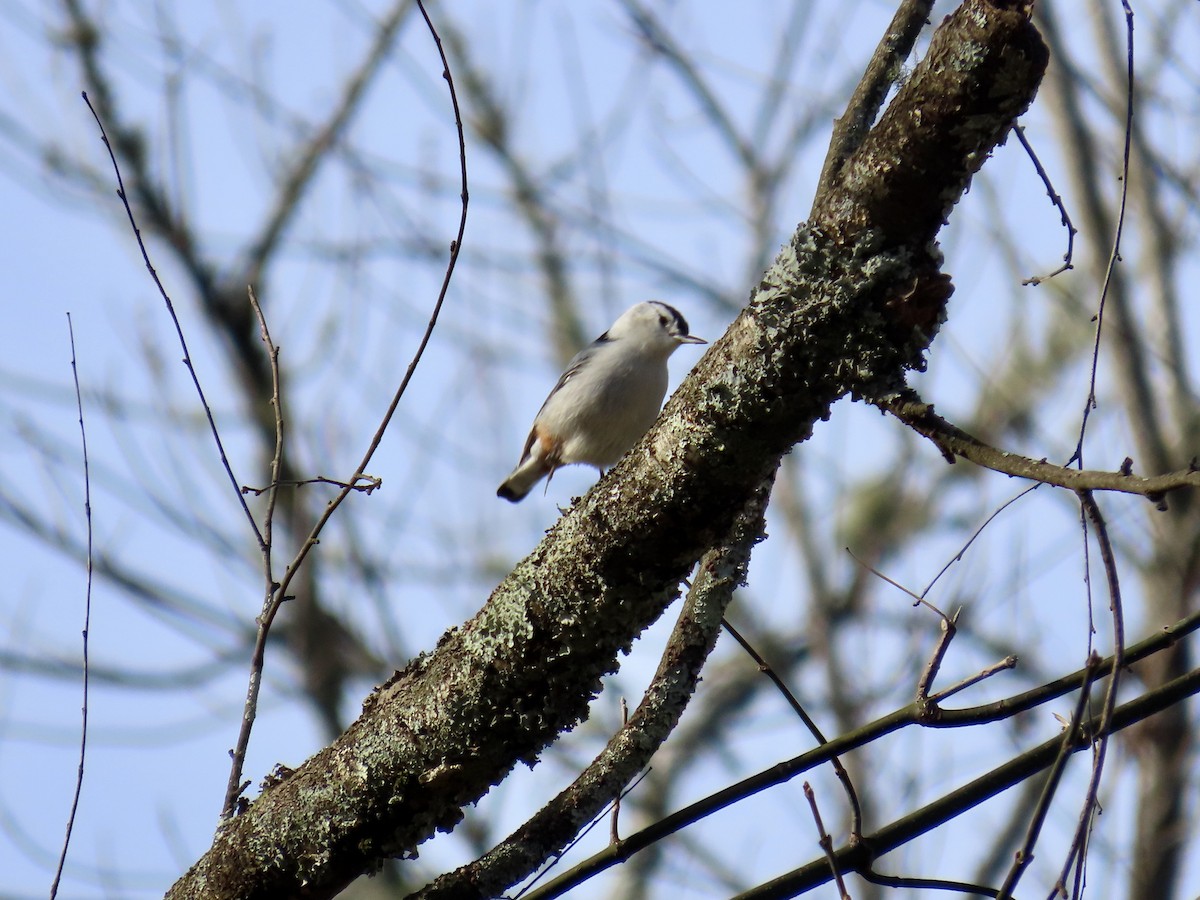 White-breasted Nuthatch - ML646857977