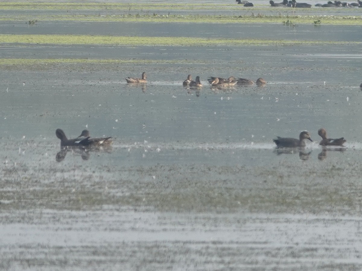 kopřivka obecná - ML646857979