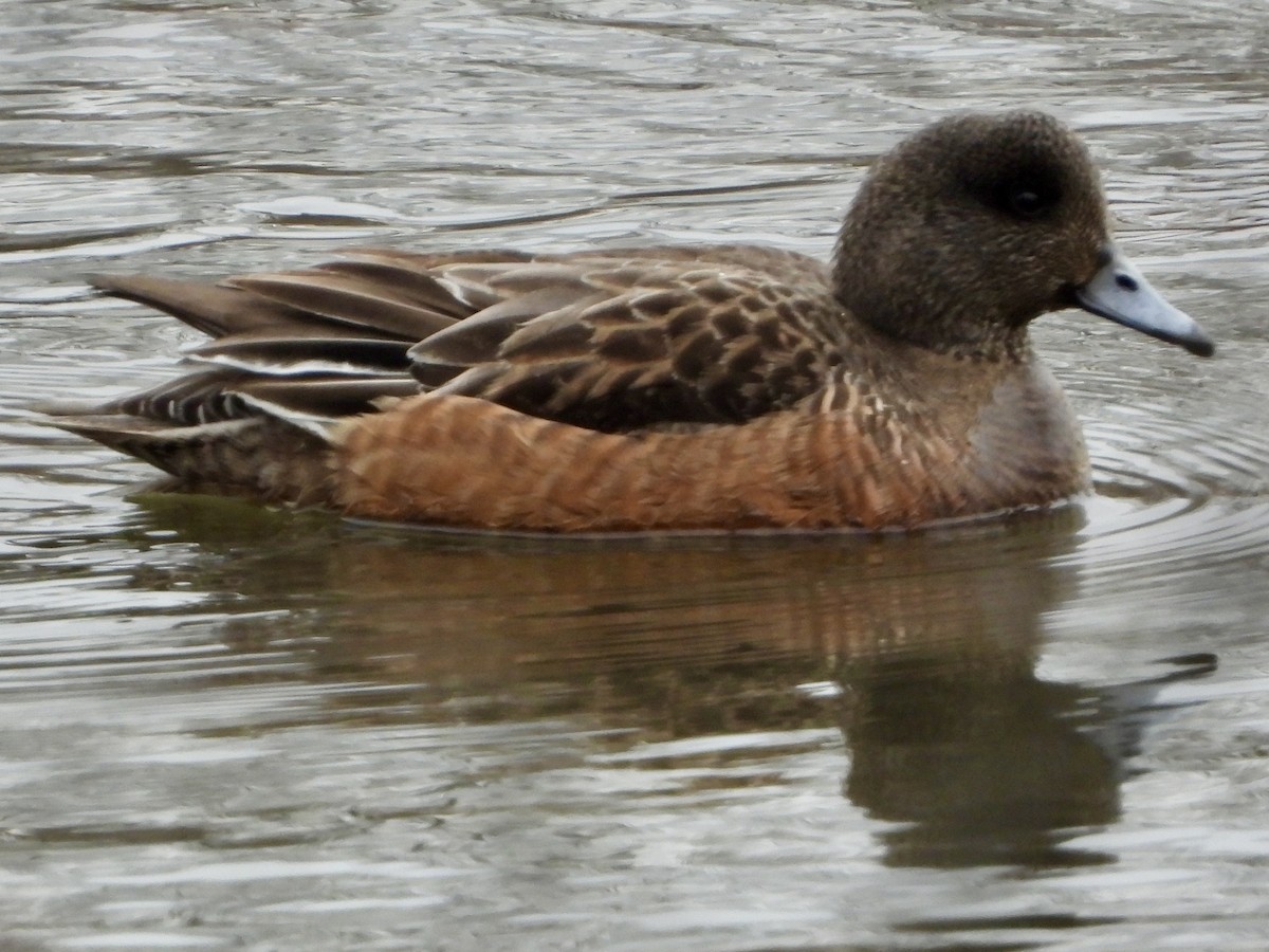 Eurasian Wigeon - ML646857980
