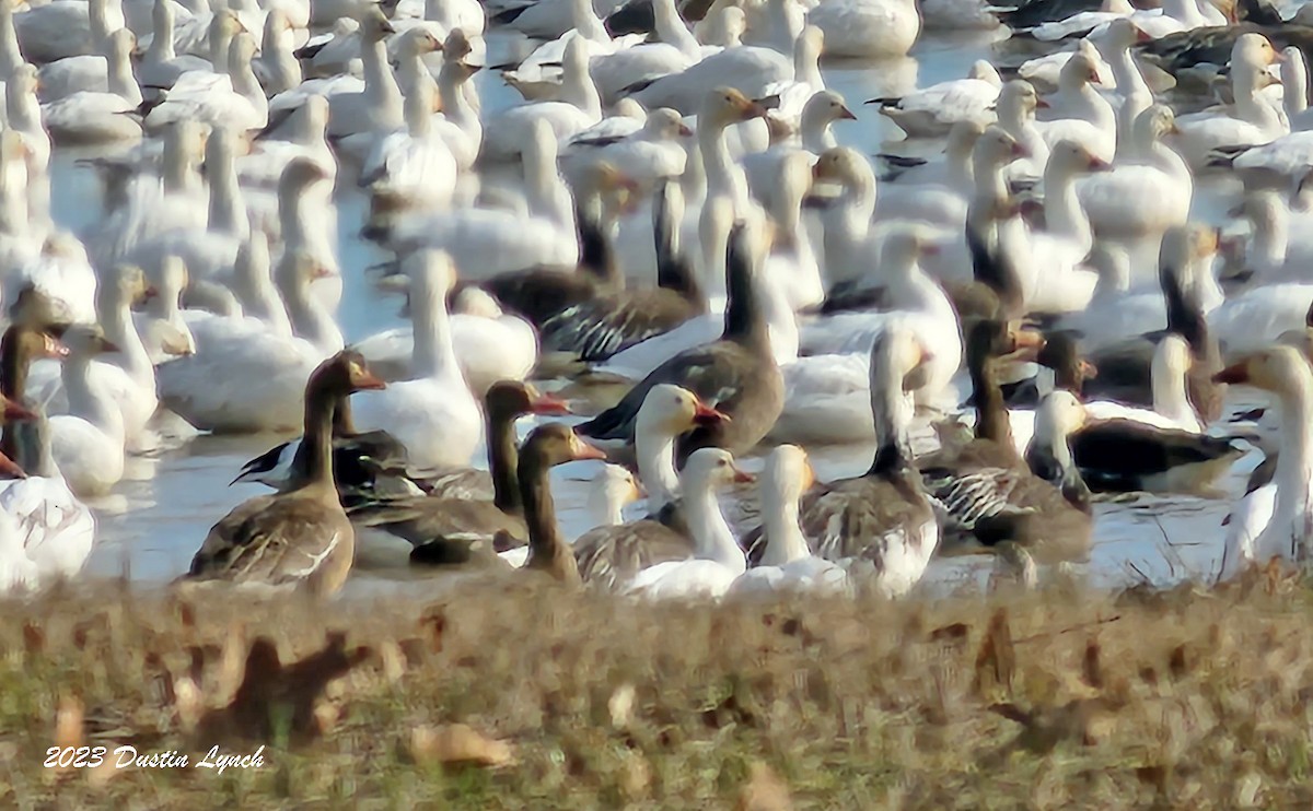 Гуска білолоба - ML646857982