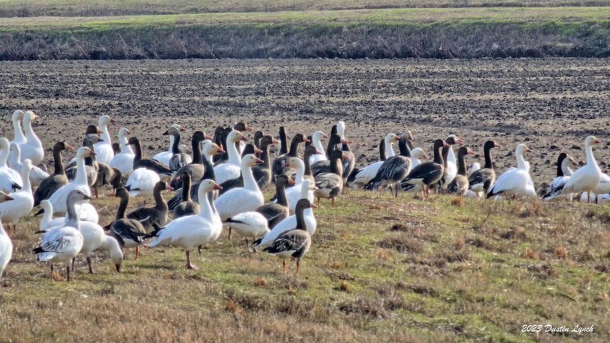 Ánsar Careto - ML646857983