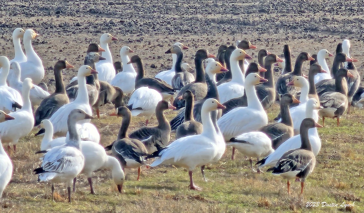 Гуска білолоба - ML646857984