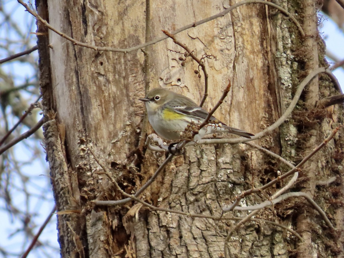 Yellow-rumped Warbler - ML646857985