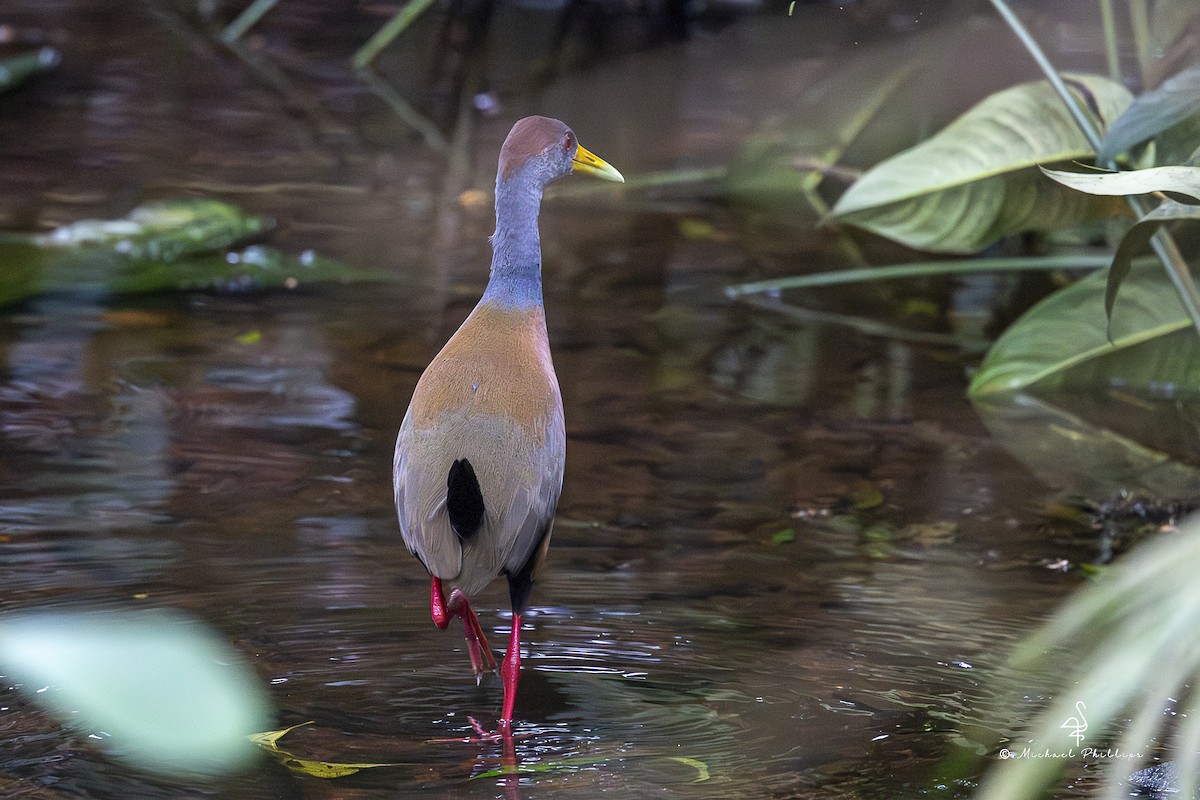 Cotara Ventriblanca - ML646857991