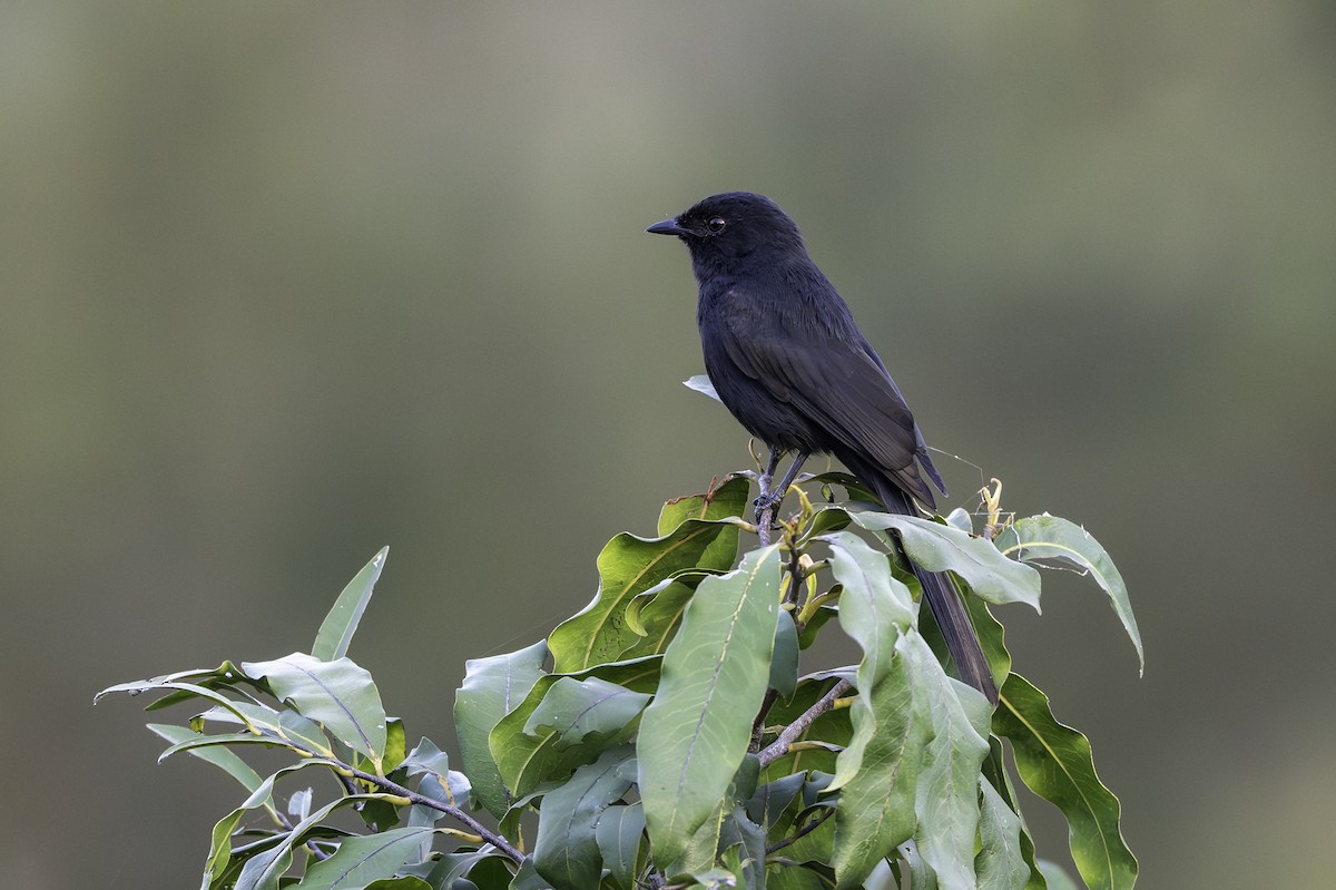 Papamoscas Drongo - ML646857992
