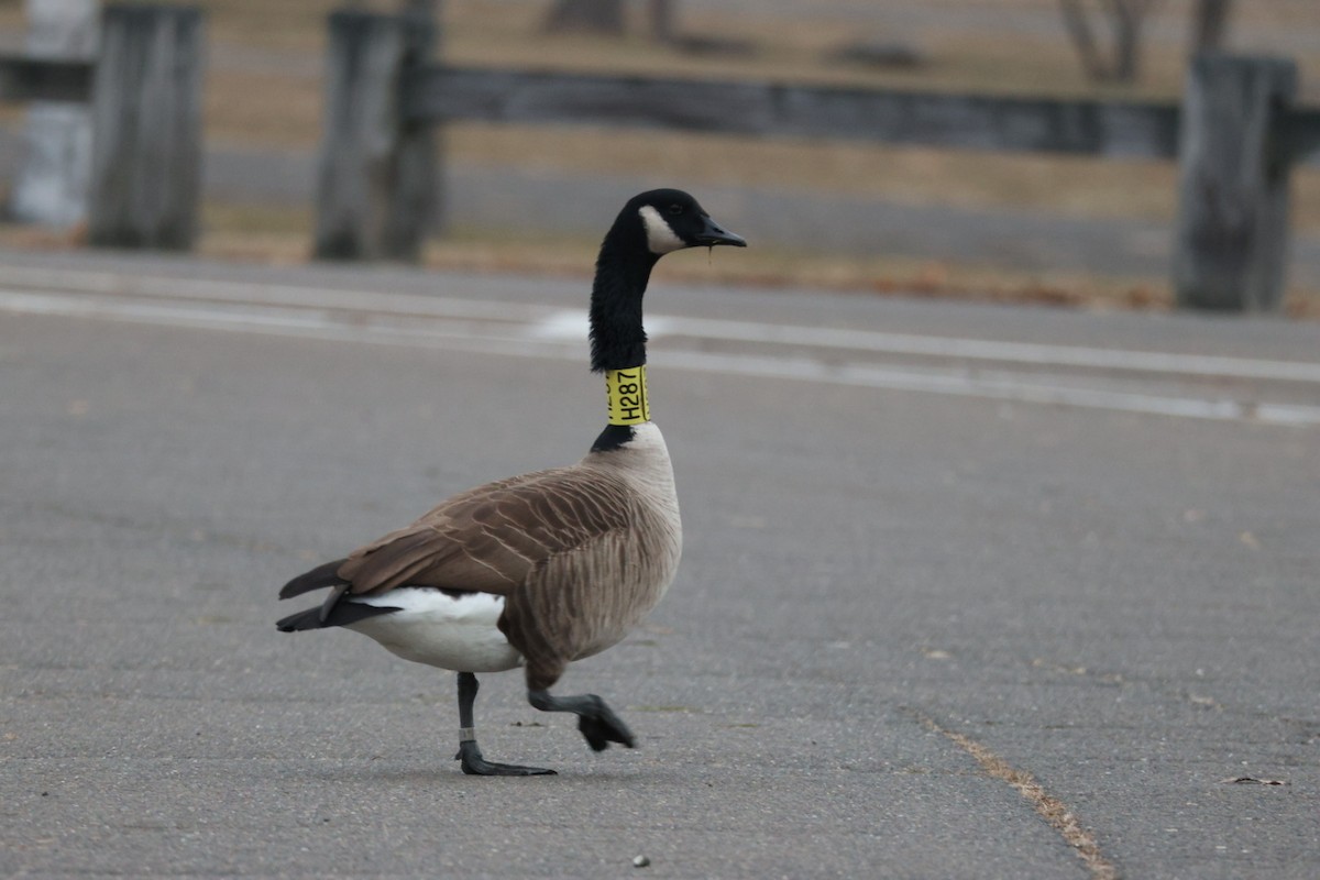 Barnacla Canadiense Grande - ML646857993