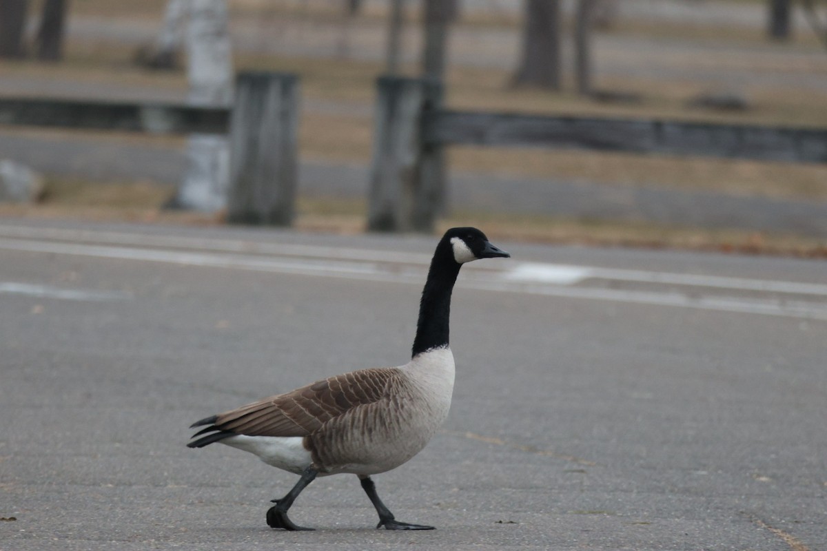 Barnacla Canadiense Grande - ML646857994