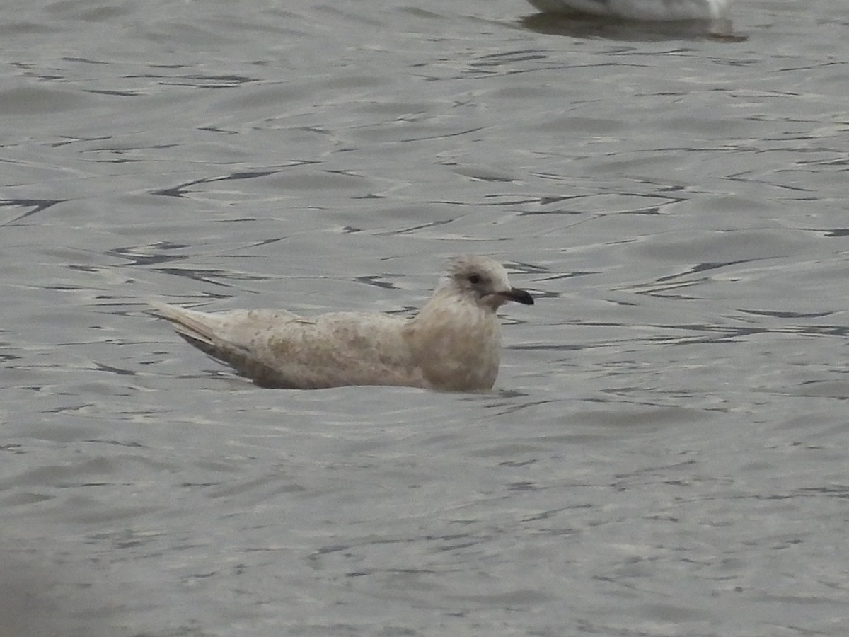 Gaviota Groenlandesa - ML646857997