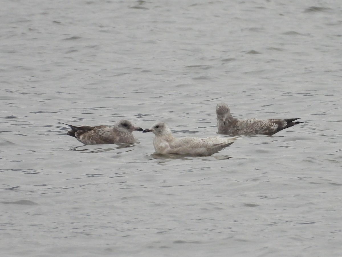 Gaviota Groenlandesa - ML646857998