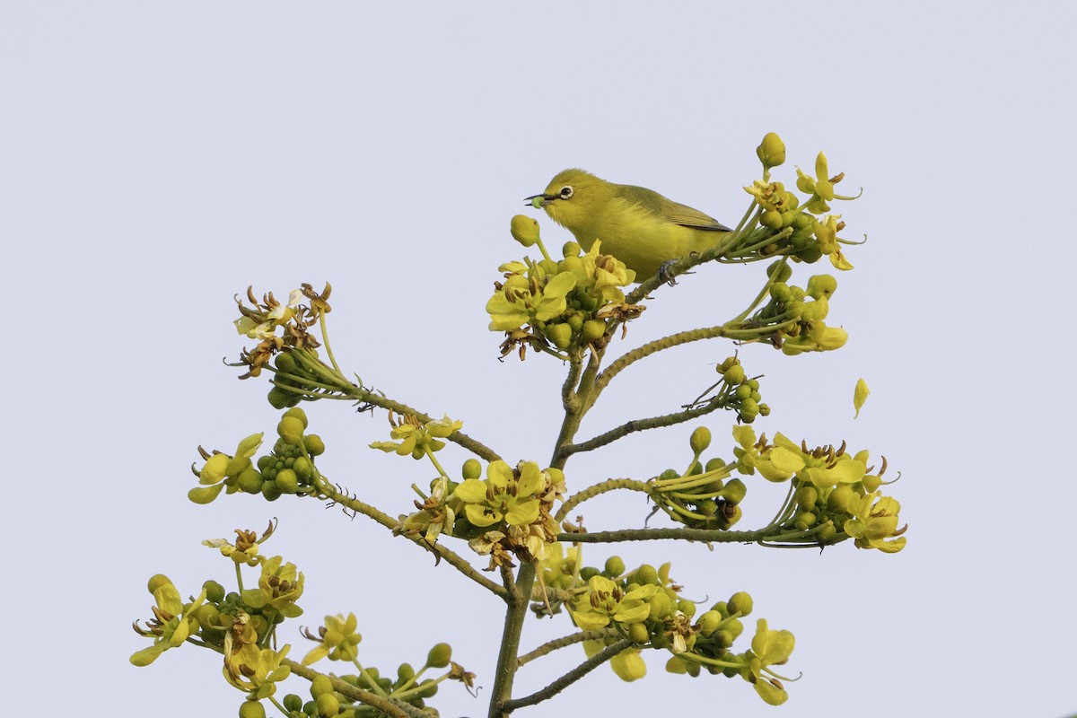 Anteojitos Senegalés - ML646858002