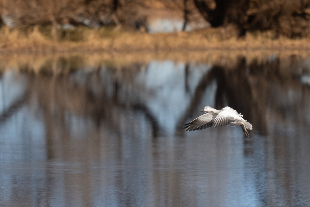 Ánsar Nival - ML646858006