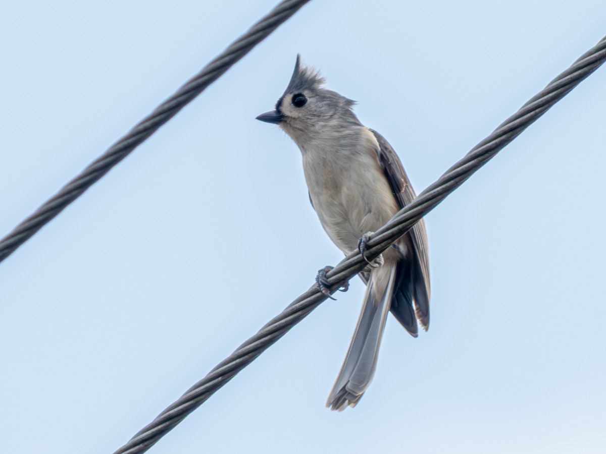 Herrerillo Bicolor - ML646858007