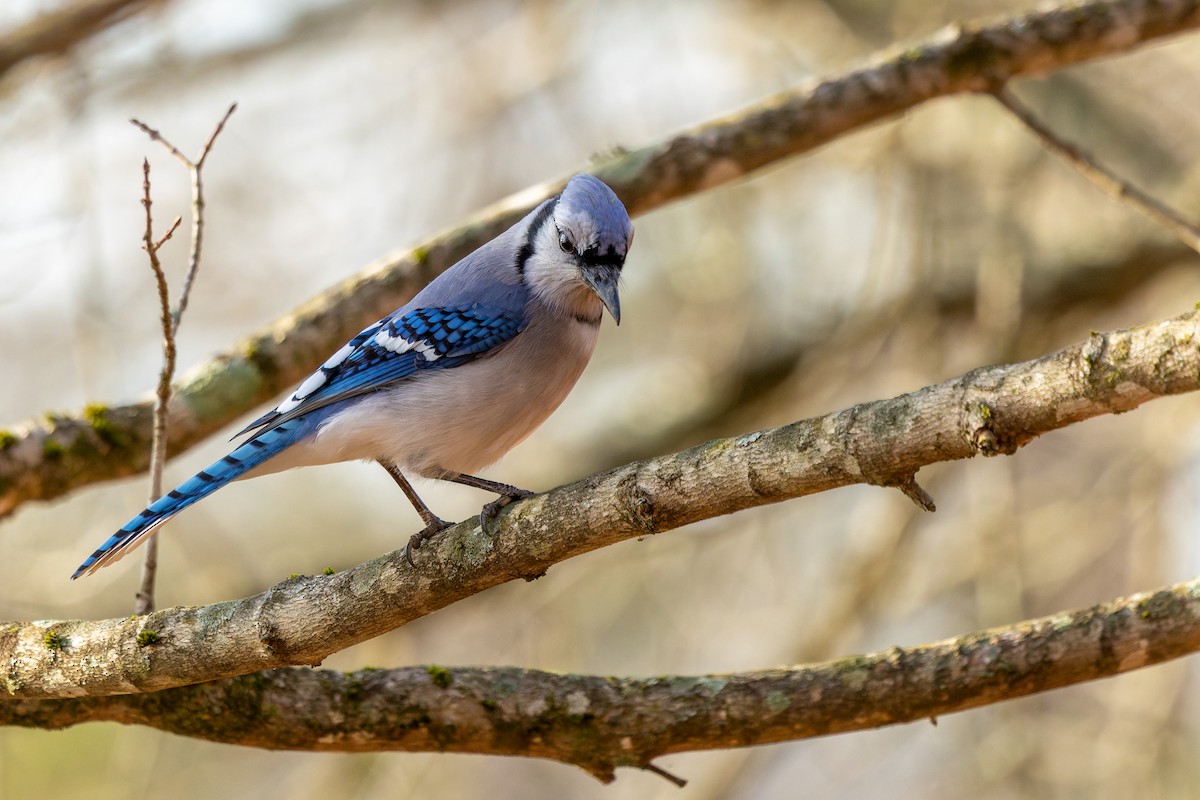 Chara Azul - ML646858009