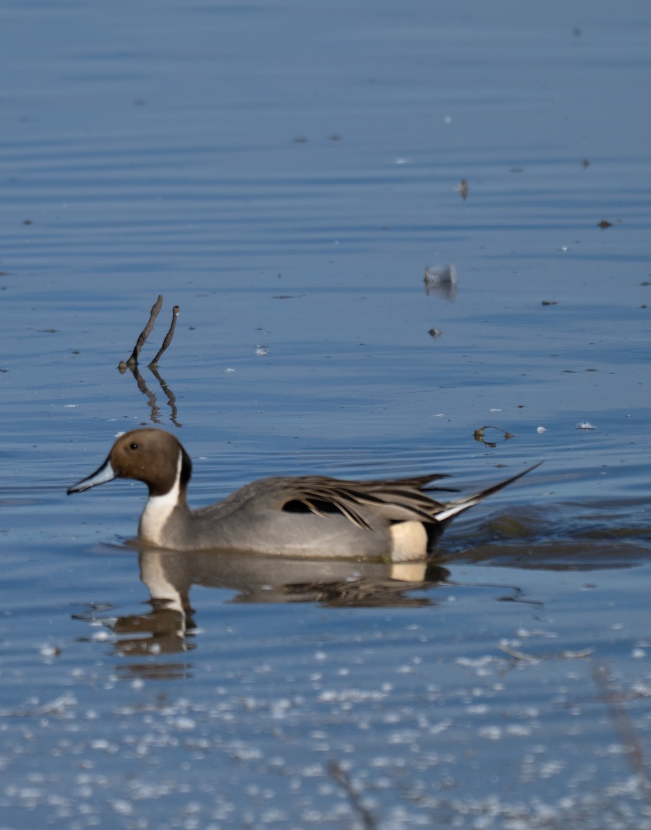 Ánade Rabudo - ML646858010