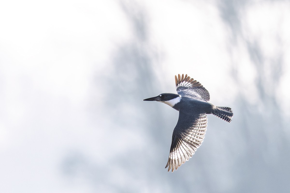 Martín Gigante Norteamericano - ML646858011