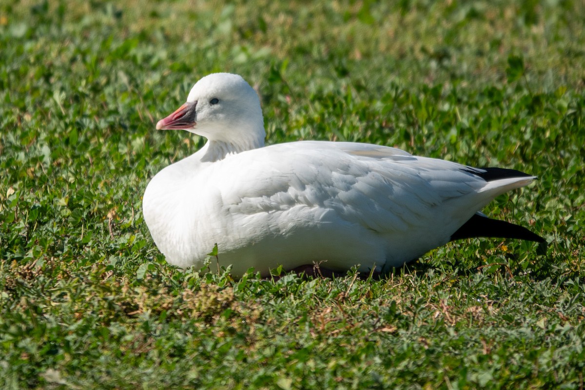 Ánsar de Ross - ML646858014