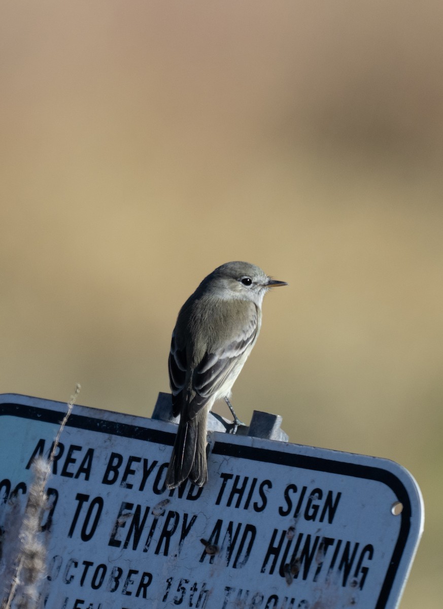 Mosquero Gris - ML646858015