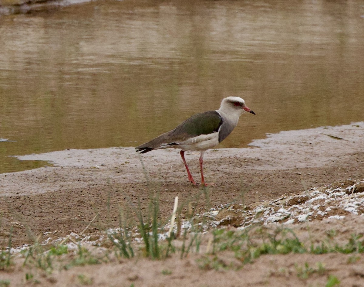 Avefría Andina - ML646858018