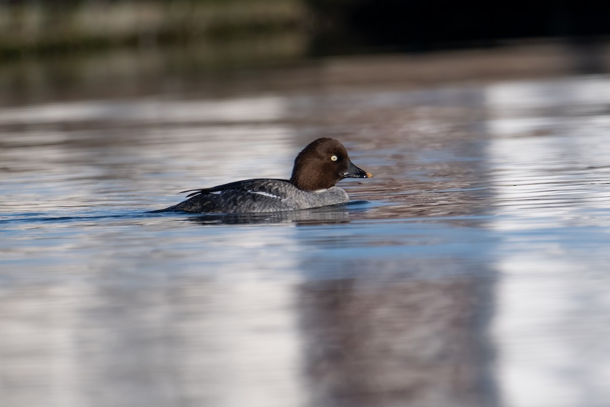 Porrón Osculado - ML646858019