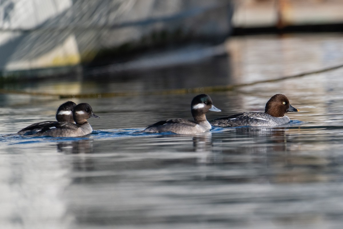 Porrón Osculado - ML646858020