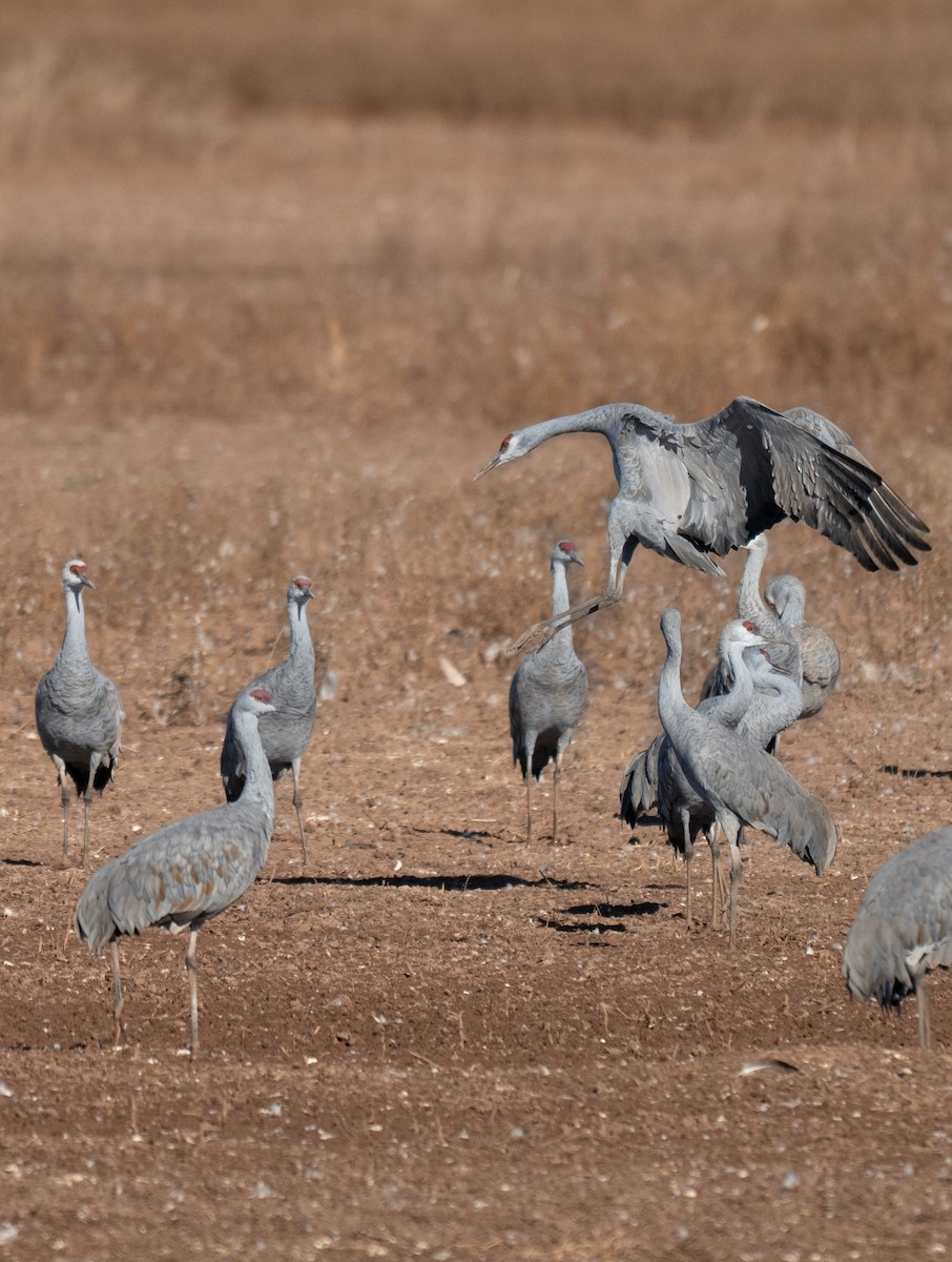 Sandhill Crane - ML646858025