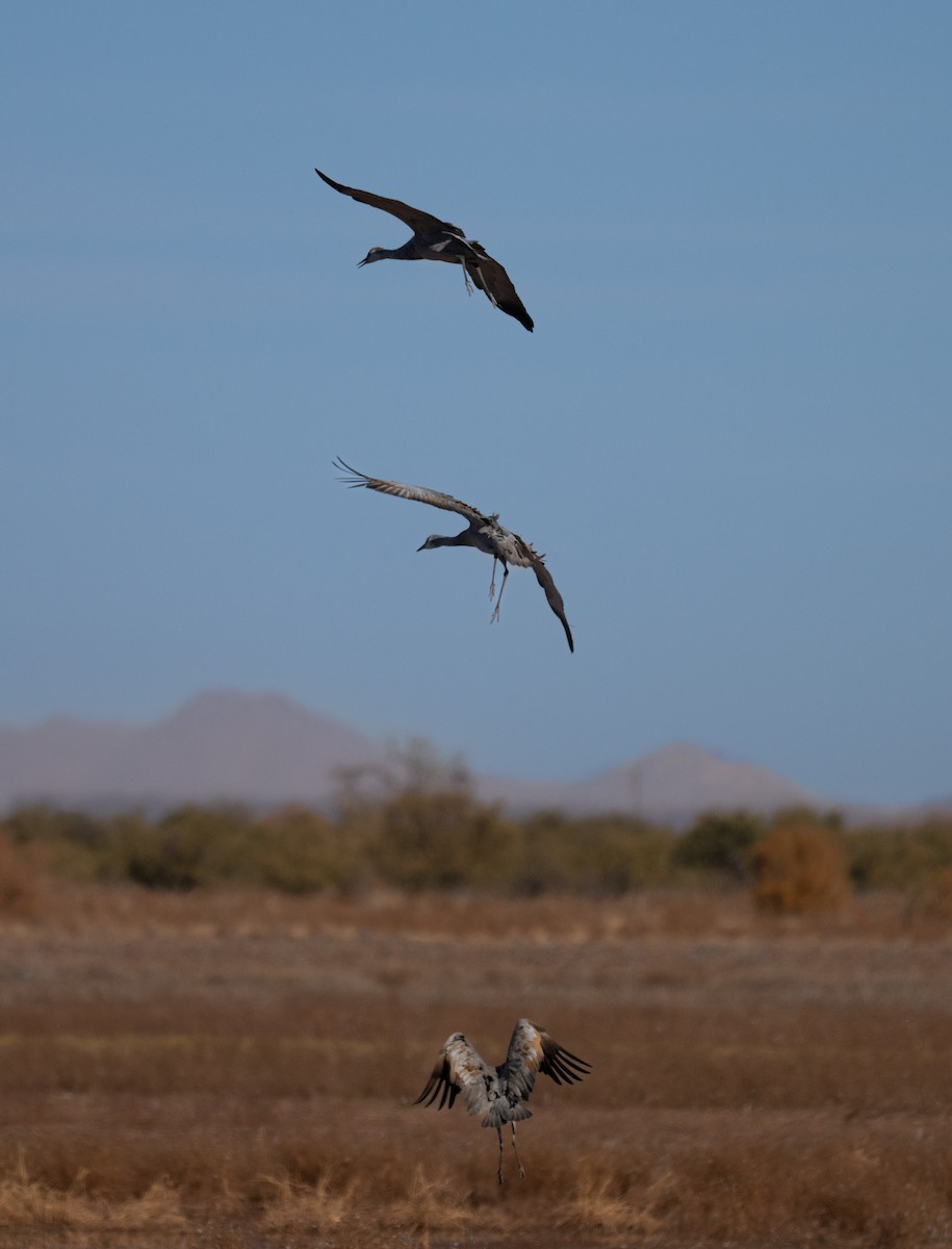 Sandhill Crane - ML646858026
