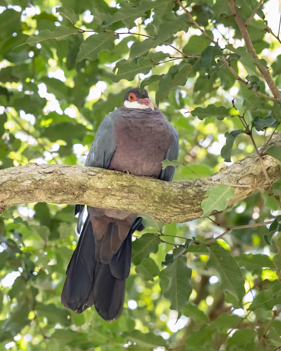 Metallic Pigeon - ML646858027