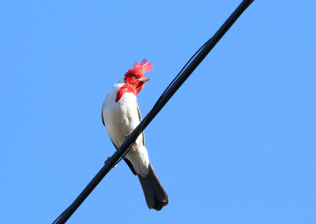Cardenilla Crestada - ML646858028