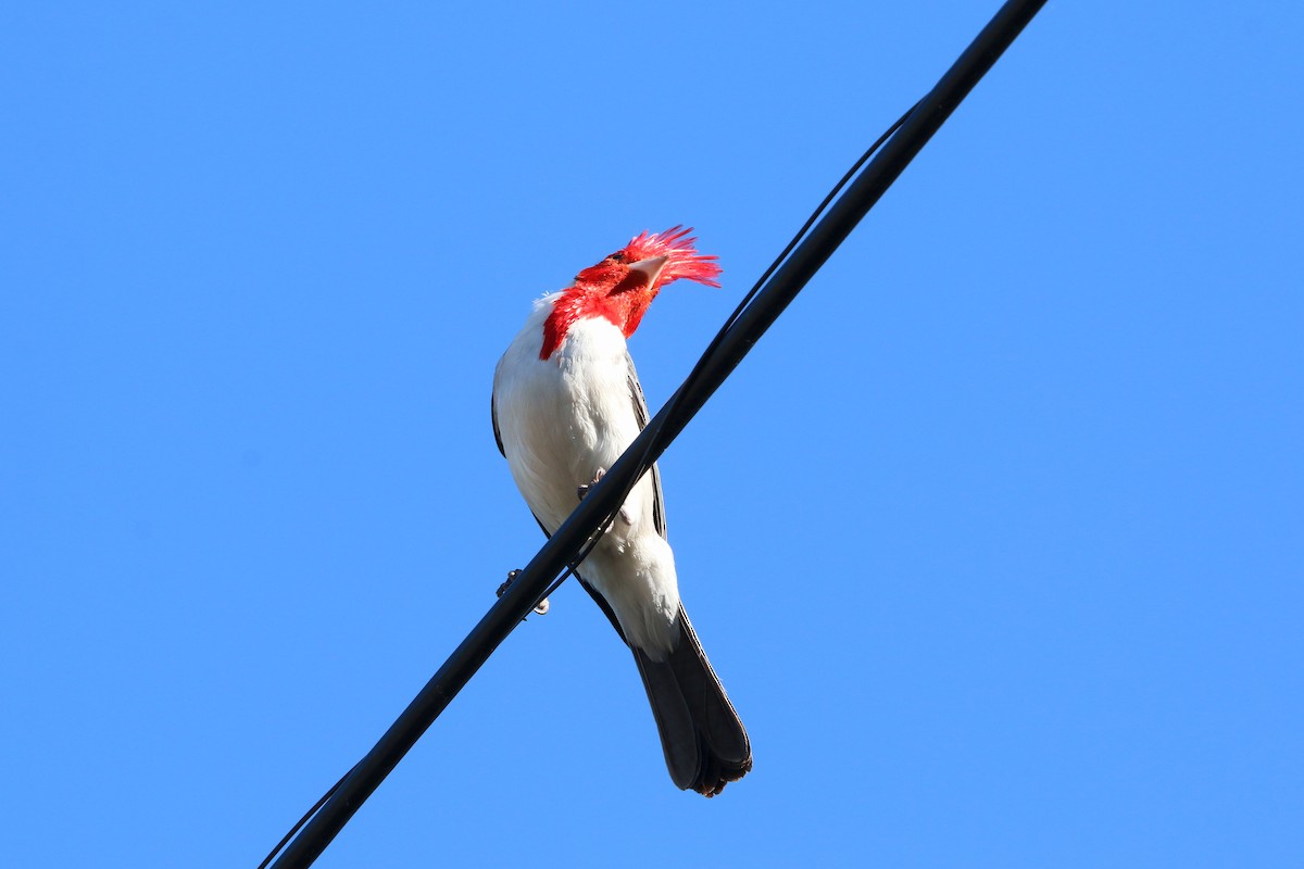 Cardenilla Crestada - ML646858029